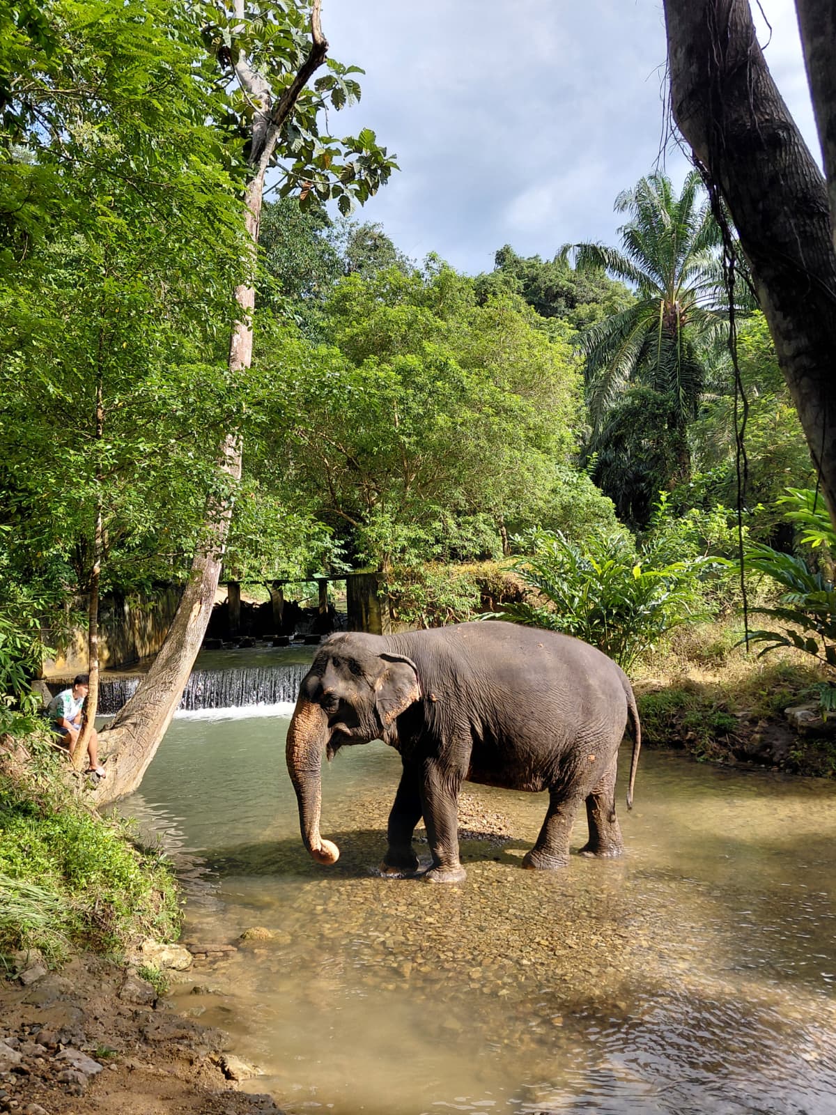 Elephant cooling off in a jungle river